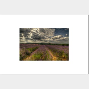 Lavender Field Posters and Art